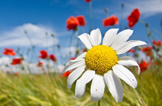 Spring in Halifax, Nova Scotia